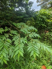 Muntingia calabura