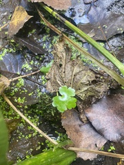 Hydrocotyle ranunculoides