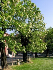 Robinia pseudoacacia