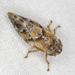 Aphrophora