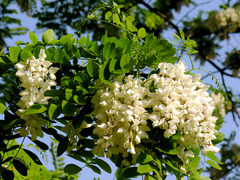 Robinia pseudoacacia
