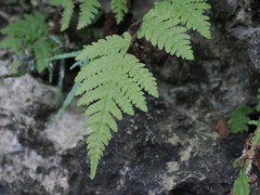Tectaria devexa