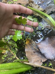 Hydrocotyle ranunculoides