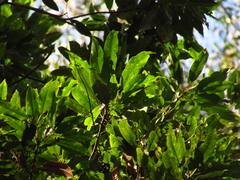 Elaeocarpus kirtonii