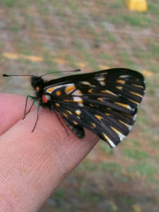 Catasticta teutila
