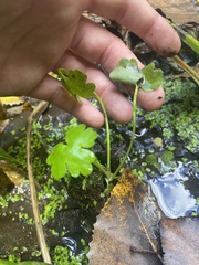 Hydrocotyle ranunculoides