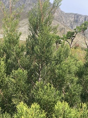 Widdringtonia nodiflora