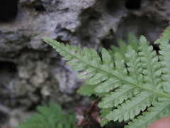 Tectaria devexa