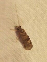 Nomophila nearctica