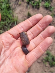 Thryonomys swinderianus