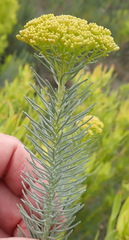Athanasia vestita
