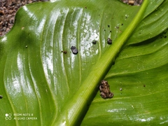 Rhinella