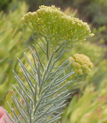 Athanasia vestita