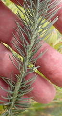 Athanasia vestita
