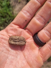 Thryonomys swinderianus