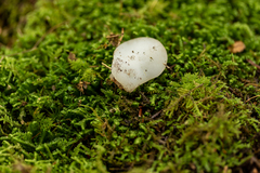 Pseudohydnum gelatinosum