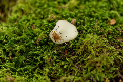 Pseudohydnum gelatinosum