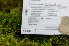 Pseudohydnum gelatinosum