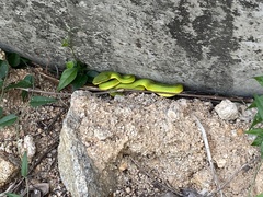 Trimeresurus albolabris