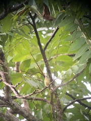 Phyllomyias griseiceps