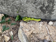 Trimeresurus albolabris