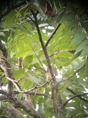 Sooty-headed Tyrannulet (Phyllomyias griseiceps), photo 6