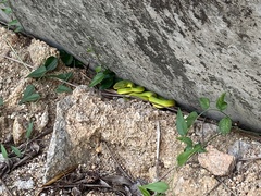 Trimeresurus albolabris