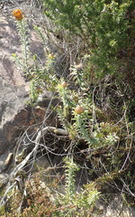 Oedera speciosa