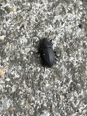 Blapstinus