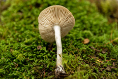 Entoloma griseum