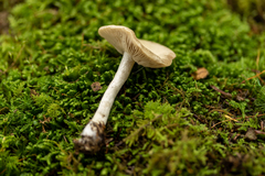 Entoloma griseum