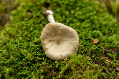 Entoloma griseum