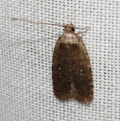 Agonopterix clemensella