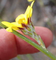 Osteospermum asperulum