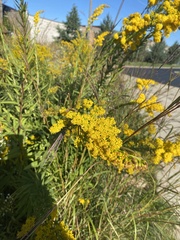 Solidago