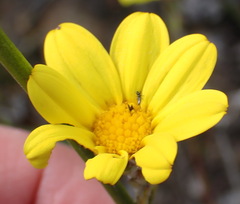 Osteospermum asperulum