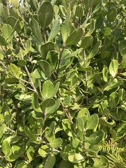 Olea capensis