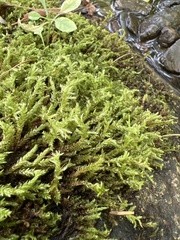 Rhynchostegium riparioides