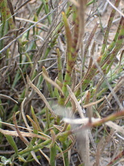 Osteospermum asperulum