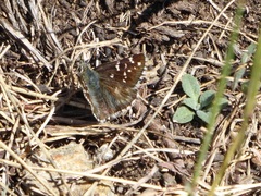 Pyrginae