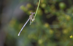 Platycnemis