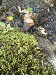 Rhynchostegium riparioides