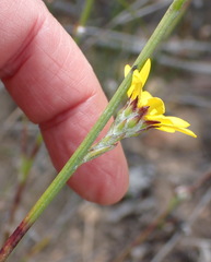 Osteospermum asperulum