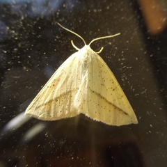 Lychnosea intermicata