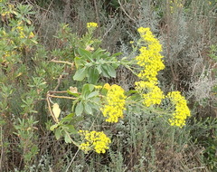 Othonna parviflora