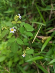 Oxalis barrelieri