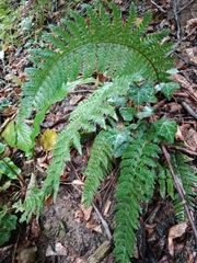 Polystichum aculeatum