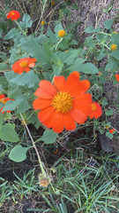 Tithonia rotundifolia