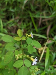 Oxalis barrelieri