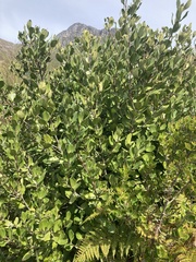 Olea capensis